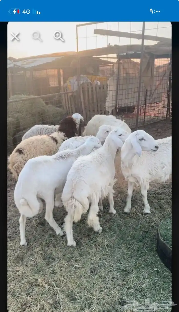 للبيع حريات العدد 4 ثلاث خرفان ورخل 0