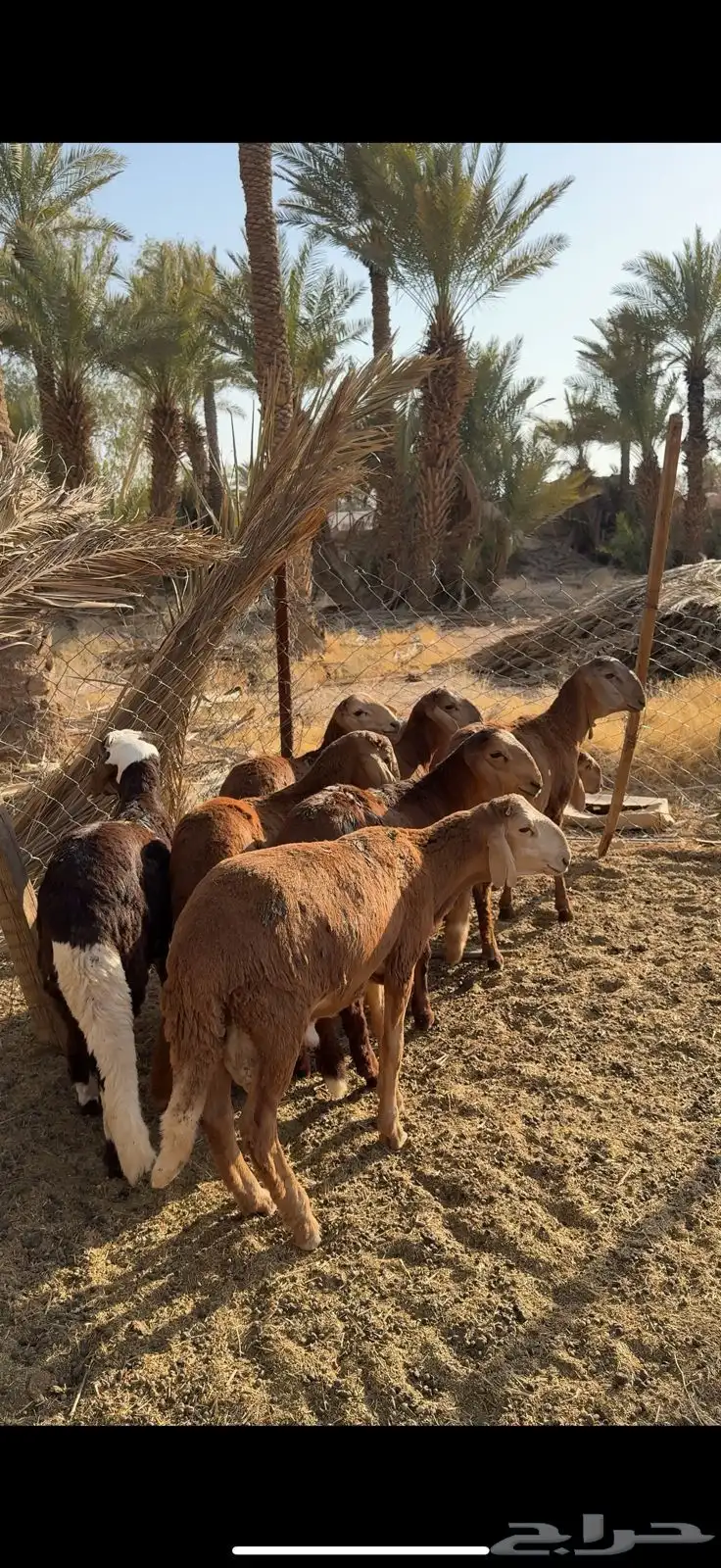 سواكني طيب تمم البيع 0