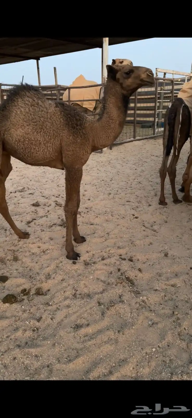 خلفه صفرا طيبه 1