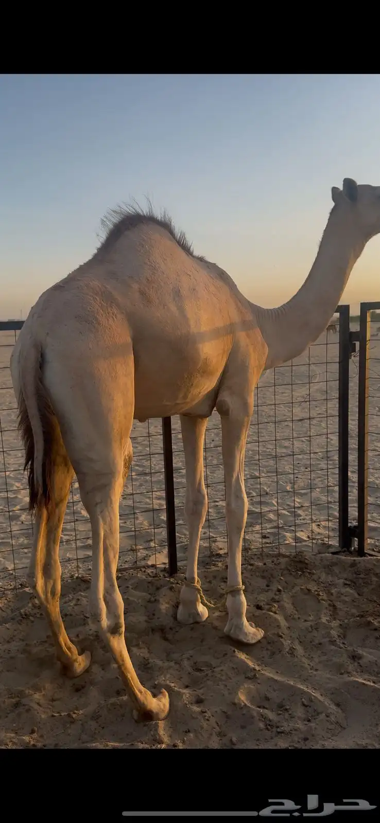 3 قعدان نضيفه وسمان بلدي 1