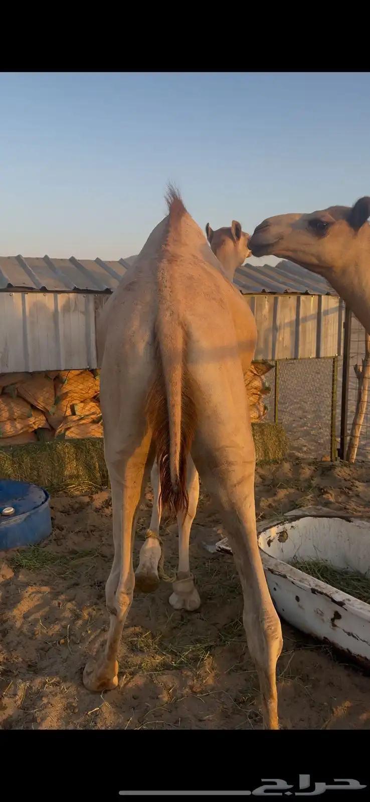 3 قعدان نضيفه وسمان بلدي 2