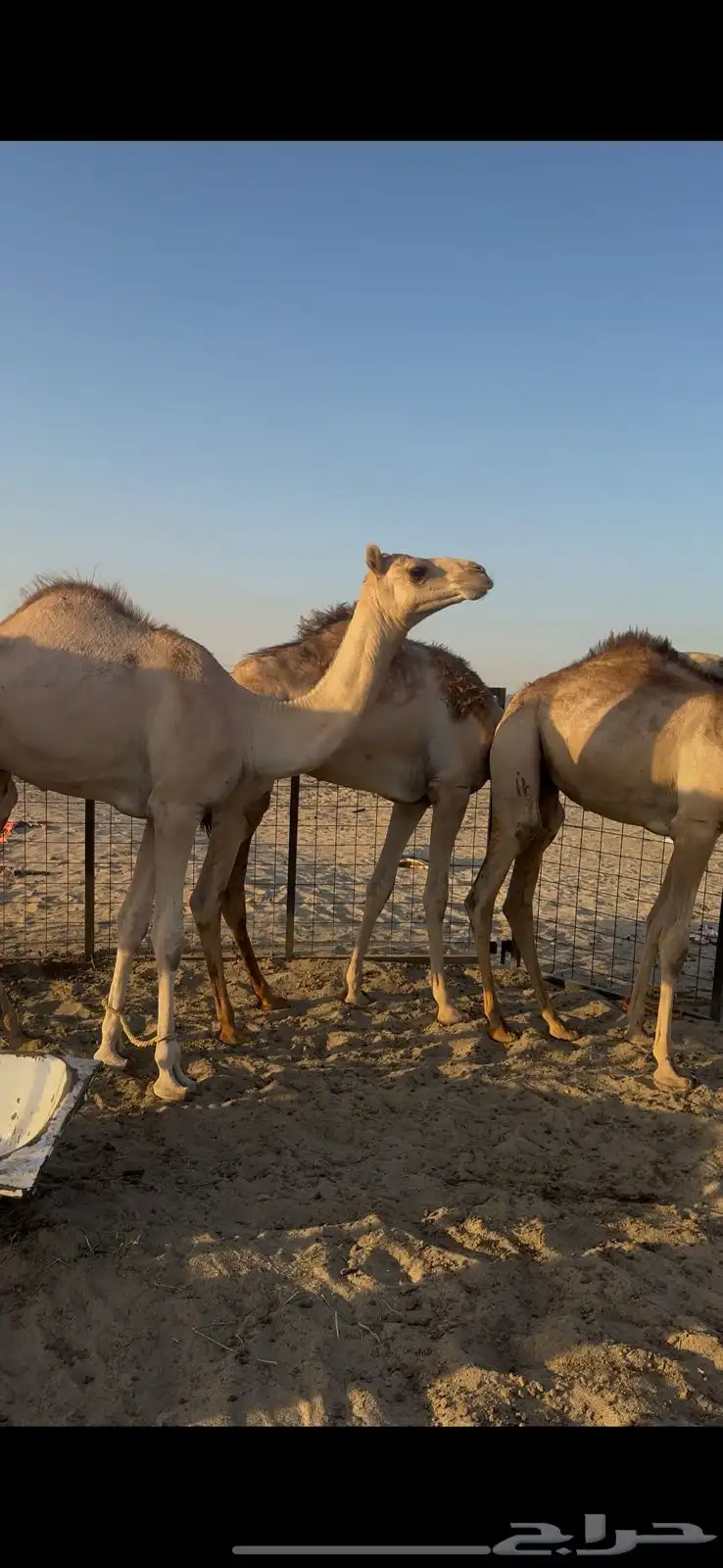 3 قعدان نضيفه وسمان بلدي 0