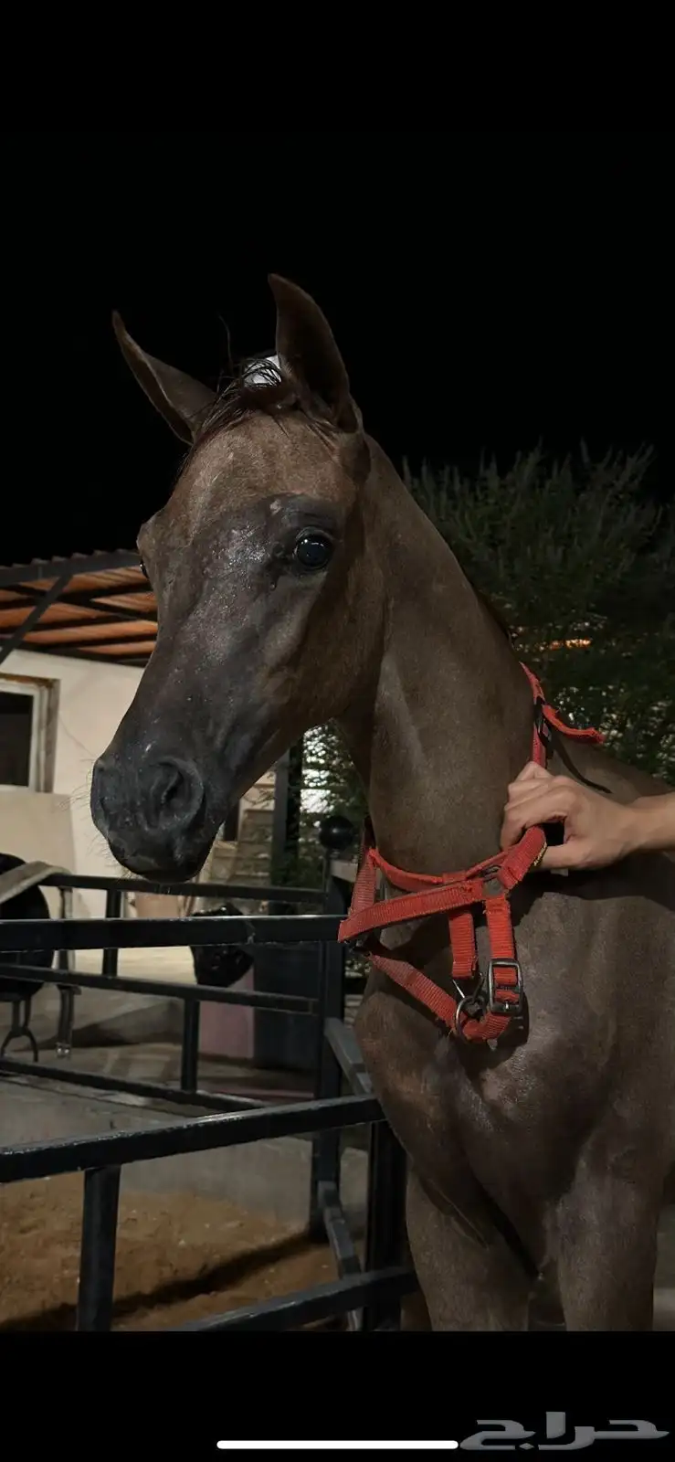 مهره عربيه البيع شعبي 1