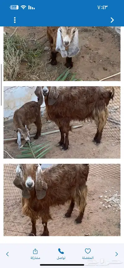 عنز مفقودة 0