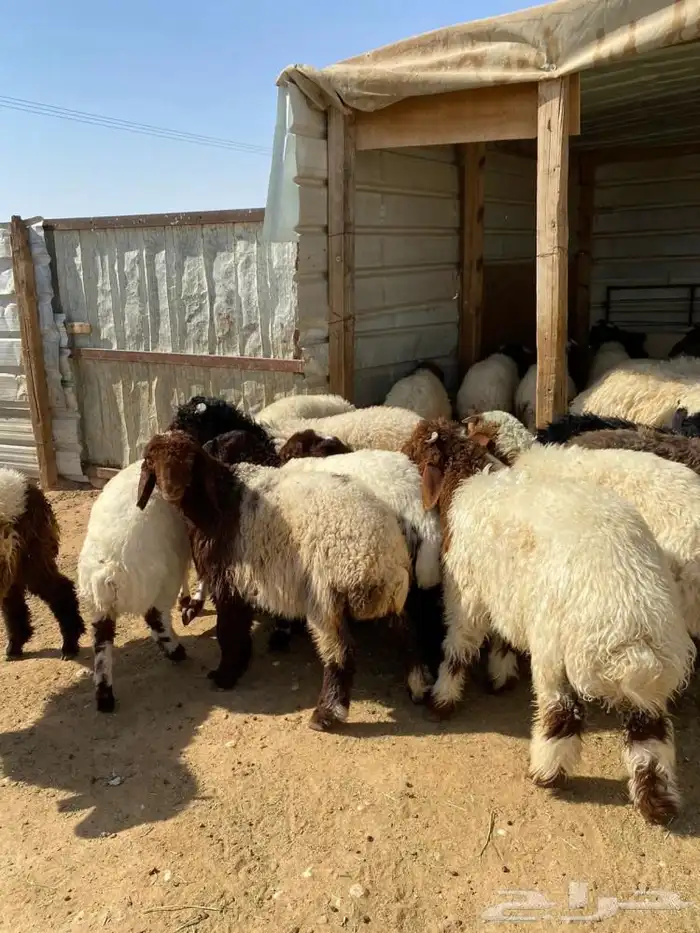 غنم نعيمي و يوجد توصيل إلى باب البيت سواء  حيه او مذبوحه 0