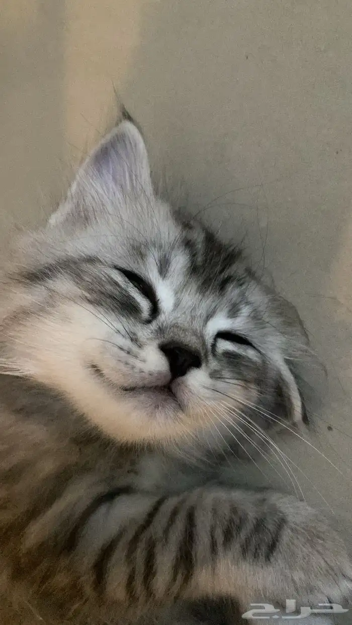 قط شيرازي صغير مع امه للبيع 1