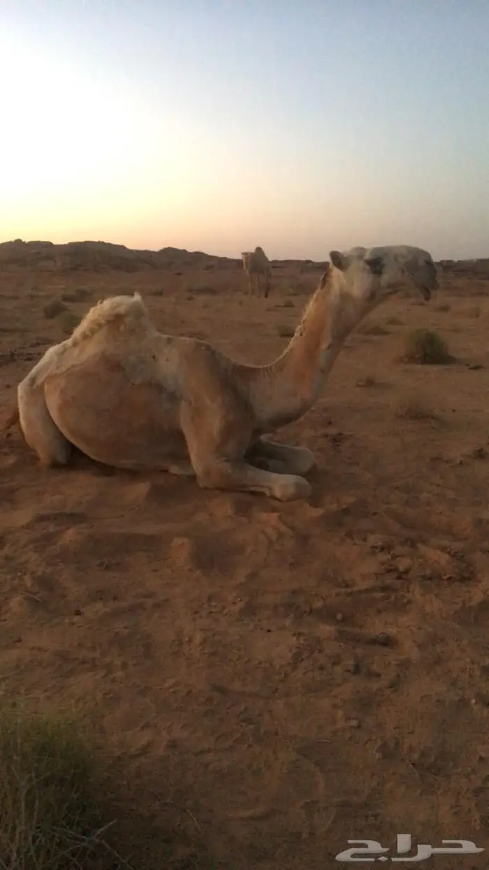 قعود اوضح 1
