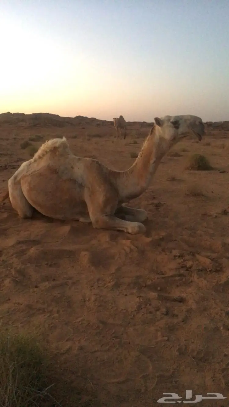 قعود اوضح 1