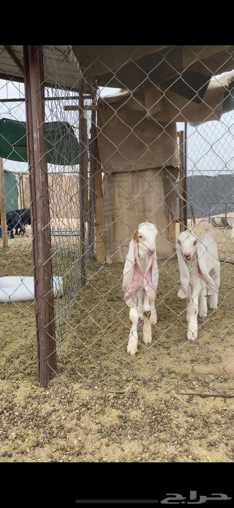 تيوس هولنديات صنف 0