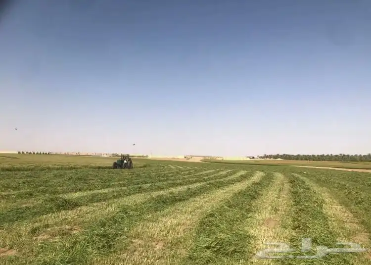 للبيع علف بلوبنك طيب من القصيم 1