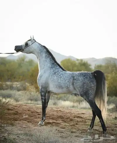 استقبال خيل 0