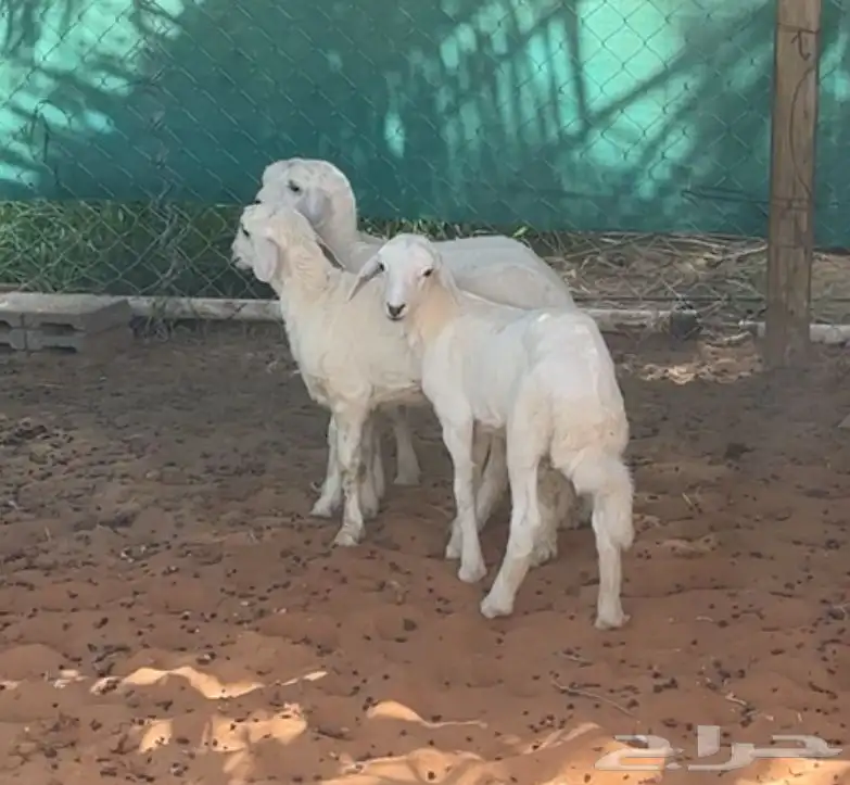 بهم هرافى حريات للبيع 2