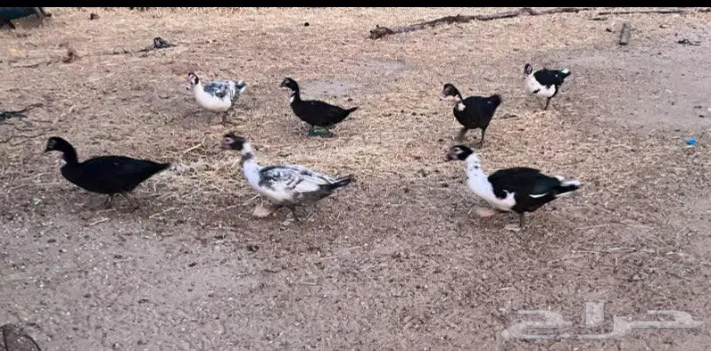 ذكور بط مصري حي او مذبوح 4