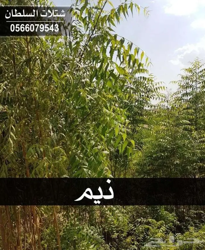 شتلات باسعار جملة الجملة 5