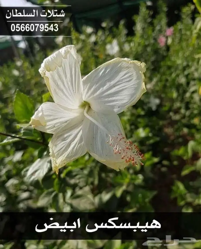 شتلات باسعار جملة الجملة 10