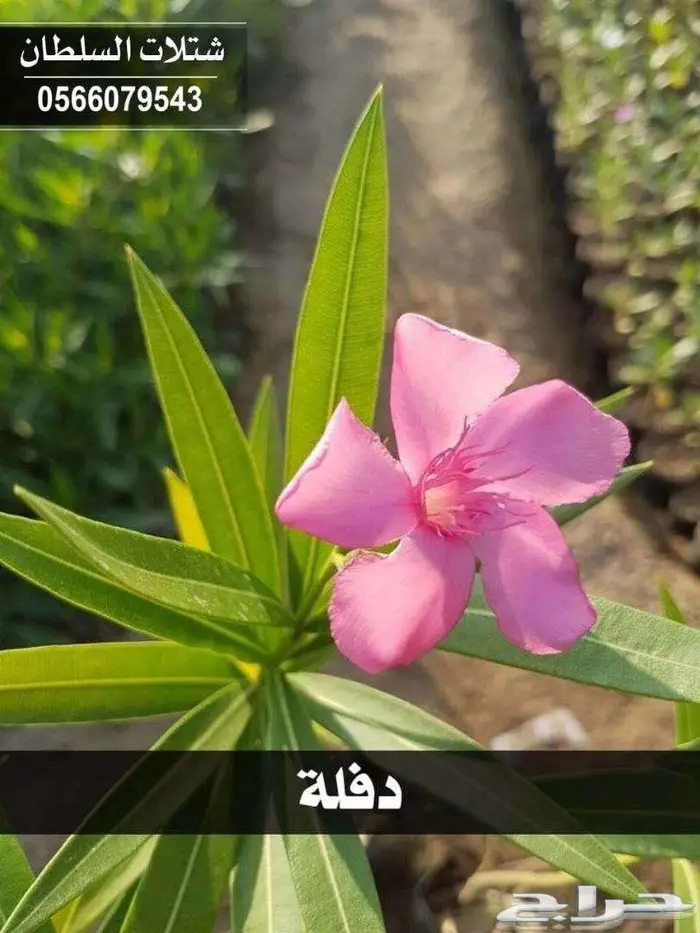 شتلات باسعار جملة الجملة 45