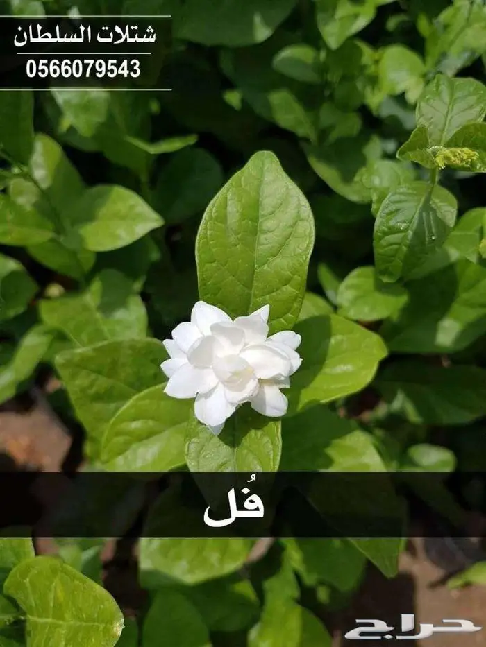 شتلات باسعار جملة الجملة 23