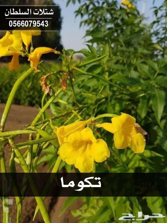 شتلات باسعار جملة الجملة 26