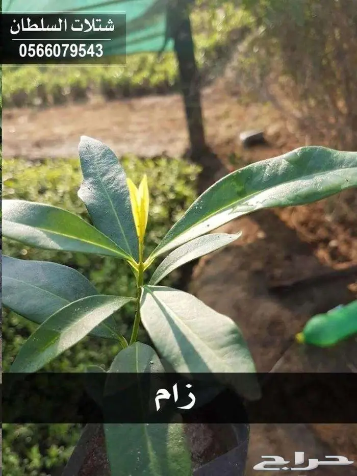 شتلات باسعار جملة الجملة 22