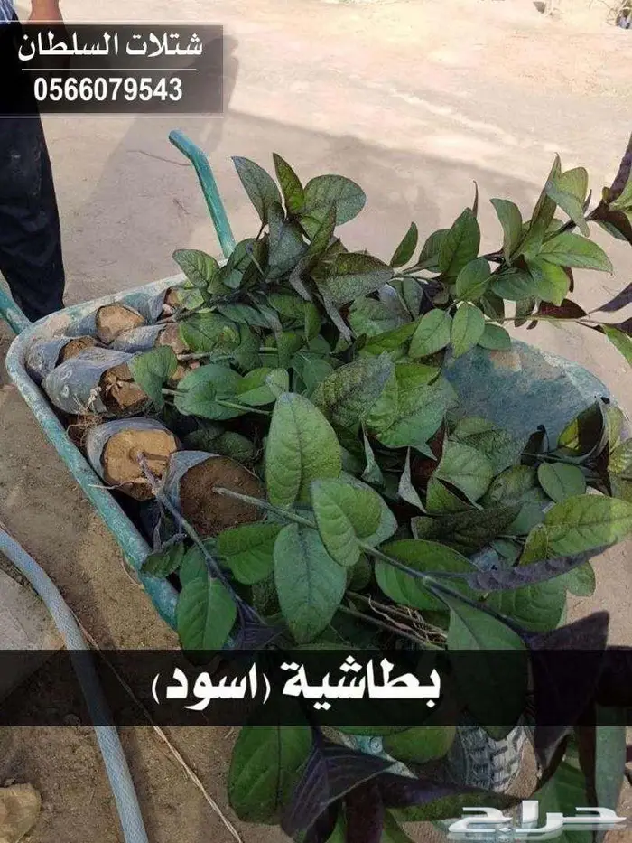 شتلات باسعار جملة الجملة 27