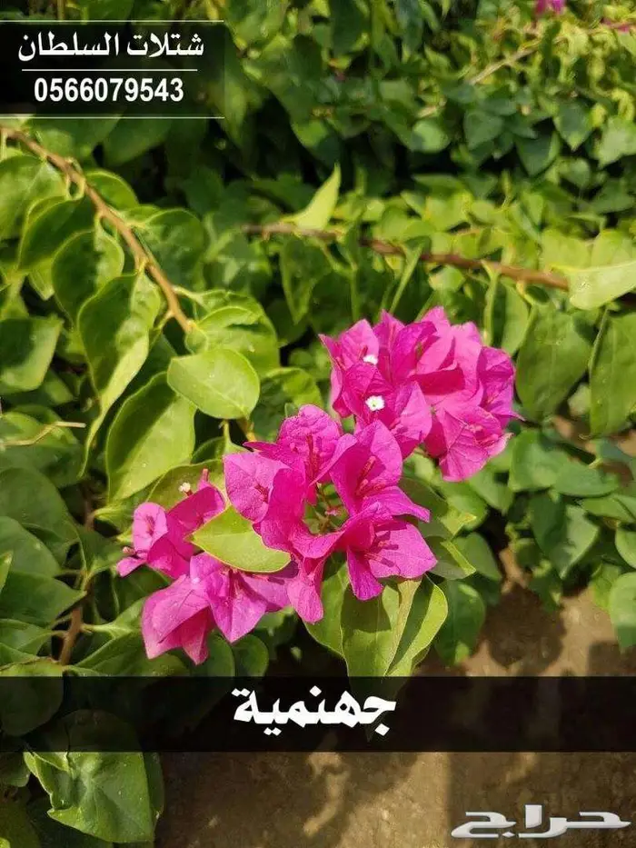 شتلات باسعار جملة الجملة 21