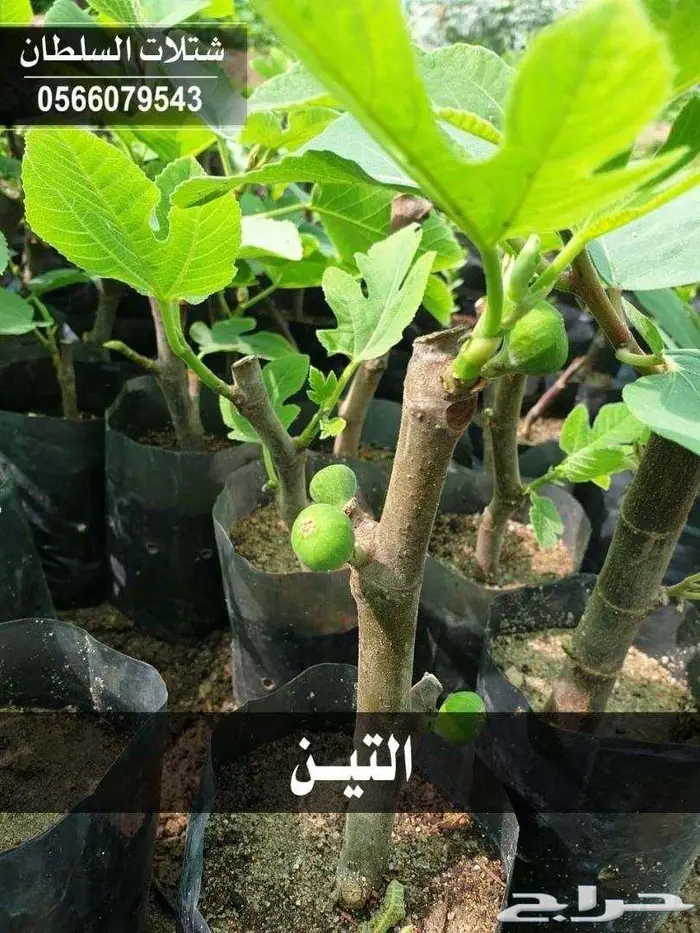 شتلات باسعار جملة الجملة 44