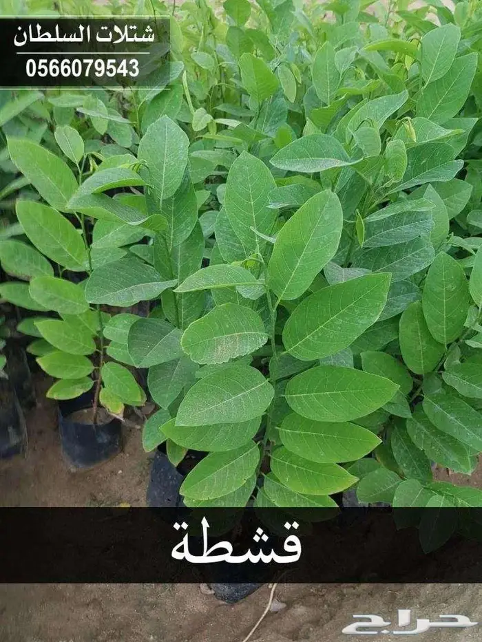 شتلات باسعار جملة الجملة 13