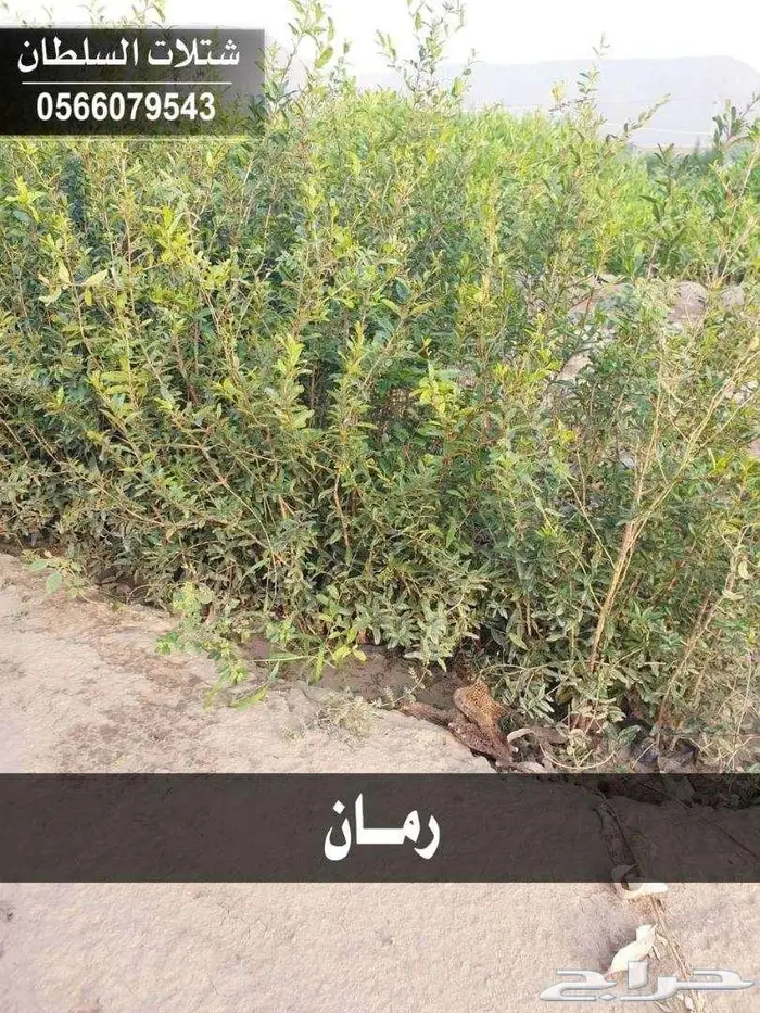 شتلات باسعار جملة الجملة 9