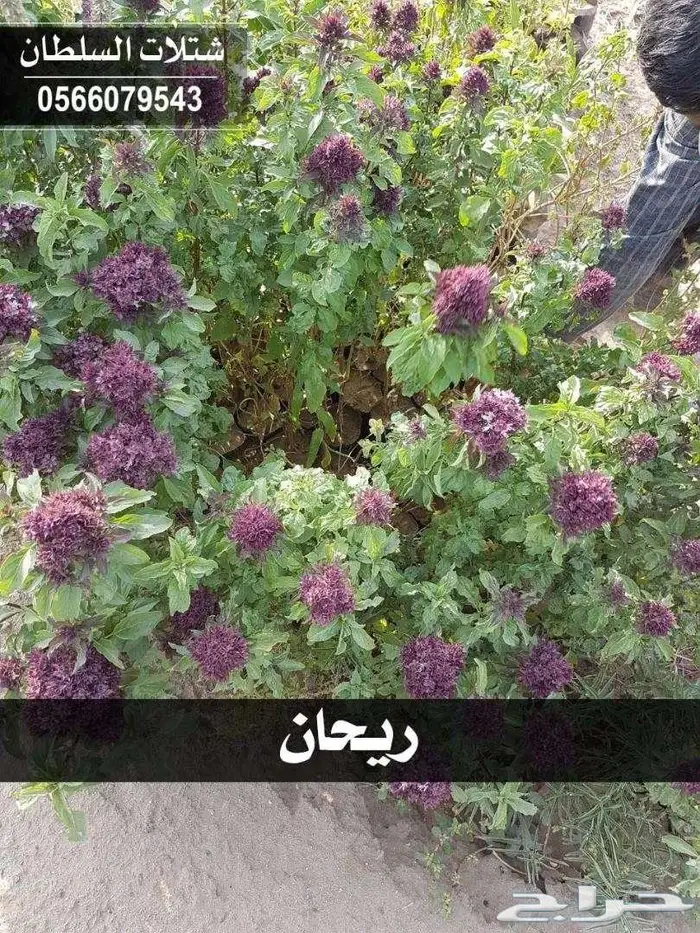 شتلات باسعار جملة الجملة 7