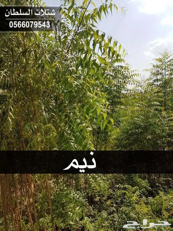 شتلات باسعار جملة الجملة 8