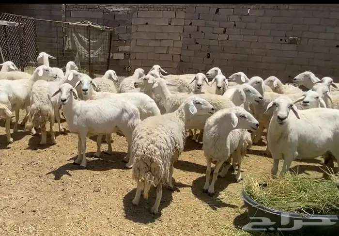 ضان حريات حرش جروم كاف تم البيع 7
