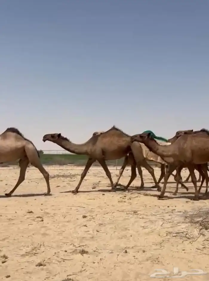ذود ابل صفر اشباب وطيبه للبيع 1