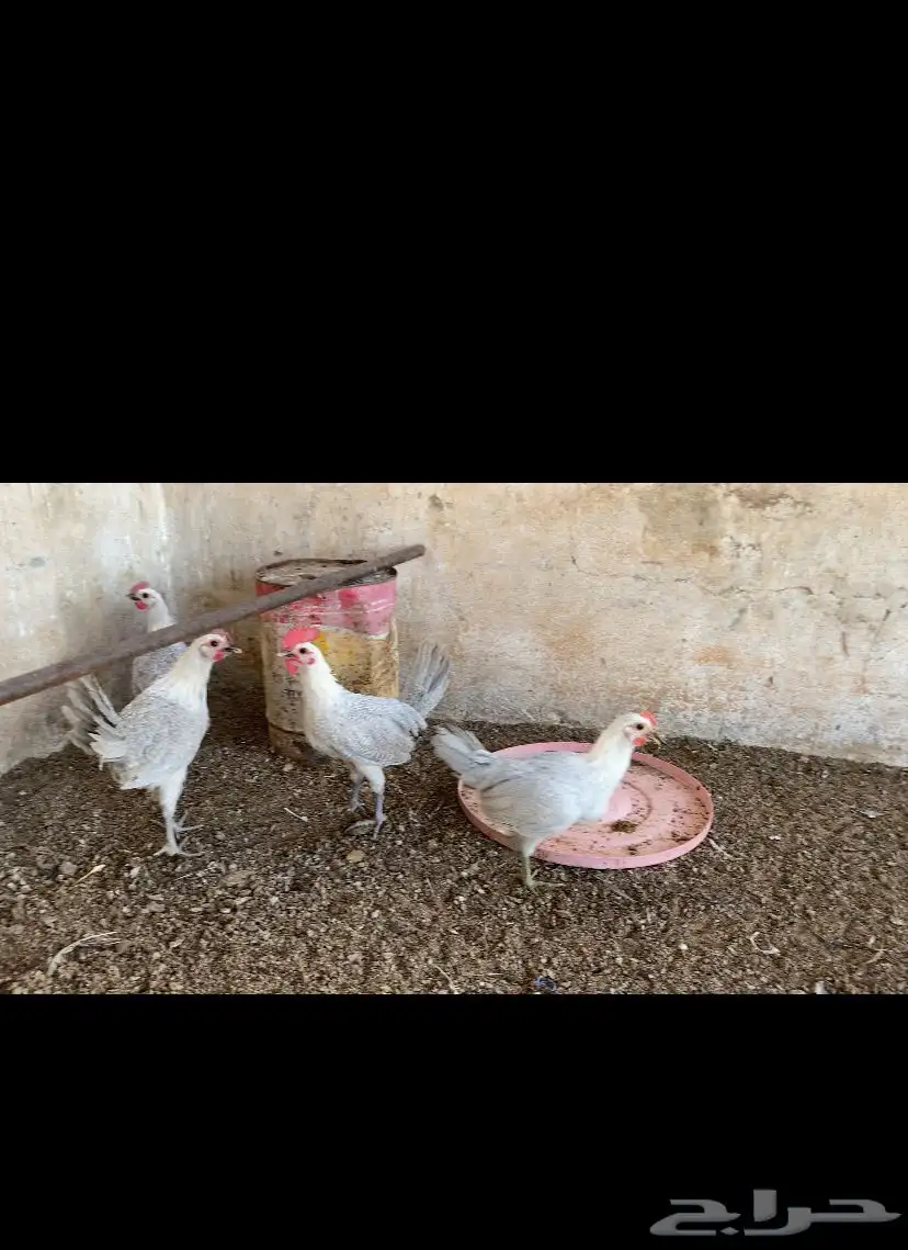 فراريج 0