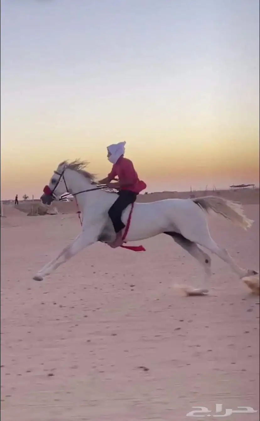 حصان شعبي ام شعبي أب عربي حصان سبوق محقق العمر 6 2