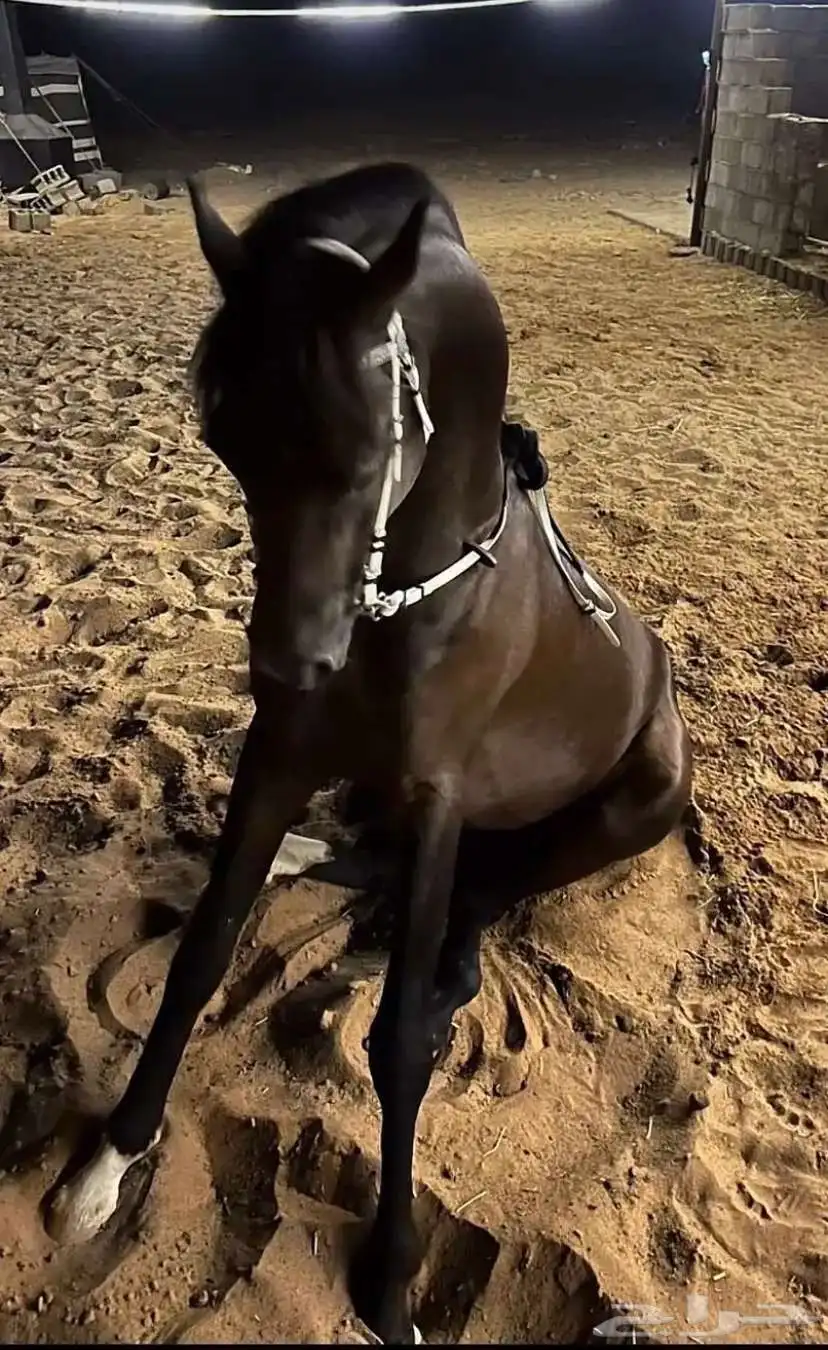 حصان شعبي 0