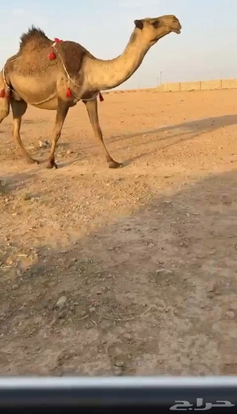 خلفه صفرا طيبه 0