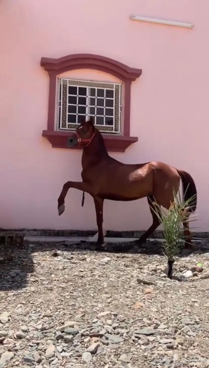 حصان شعبي للبيع 0