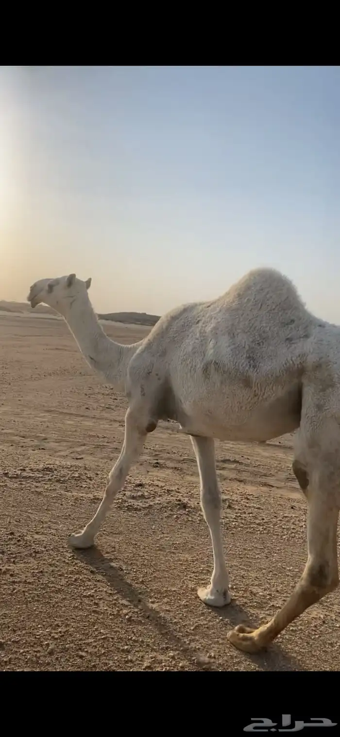 بكره جذعه طيبه 0