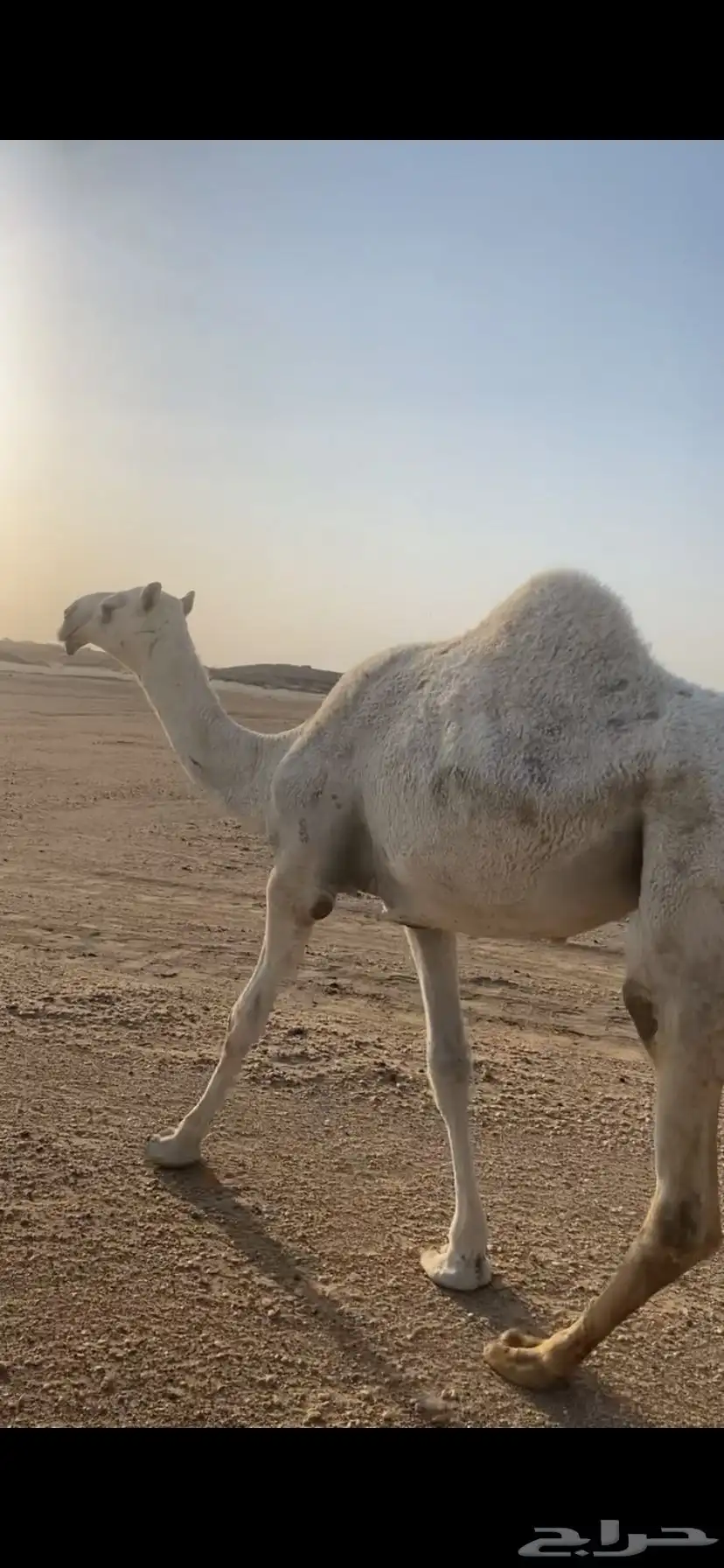 بكره جذعه طيبه 0