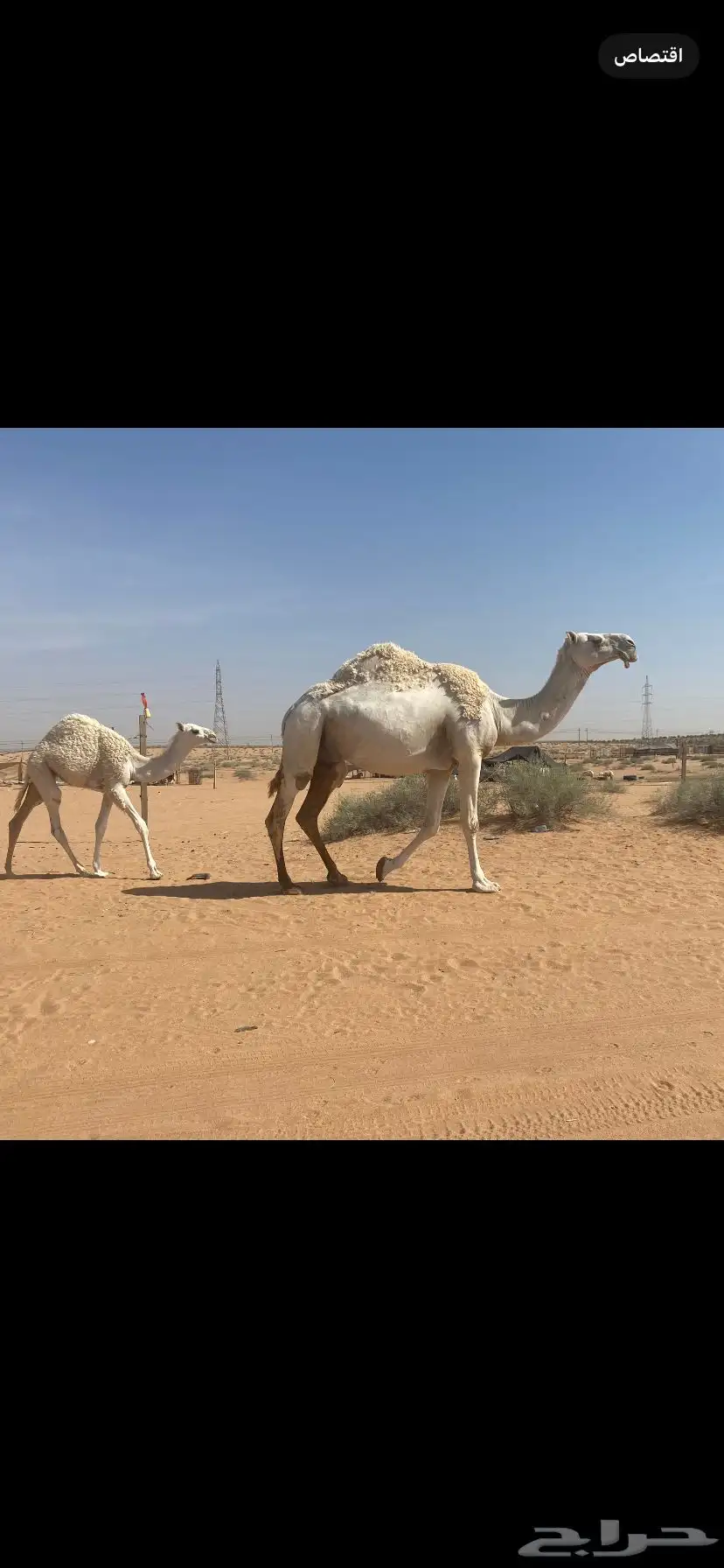 خلفه عونيه 0