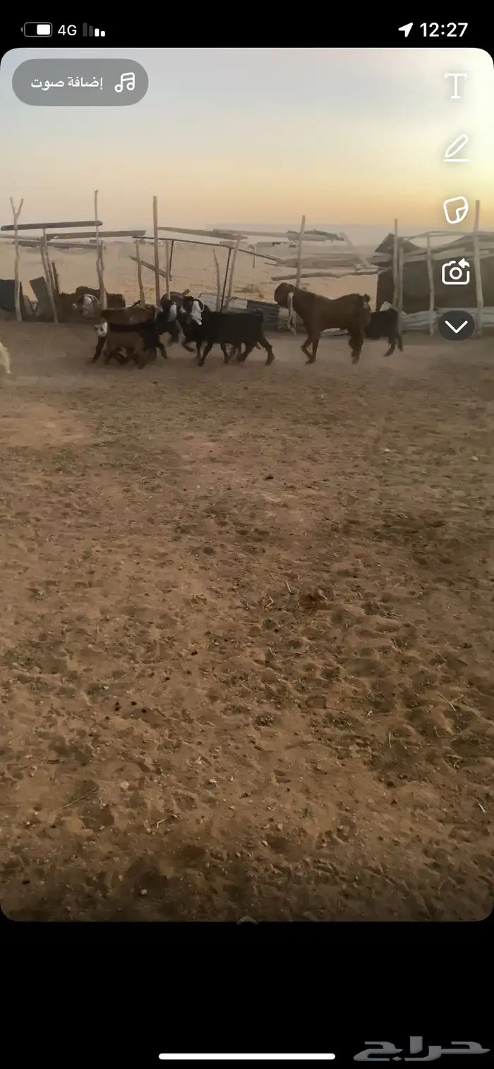 فحل علي جميع شروط 0