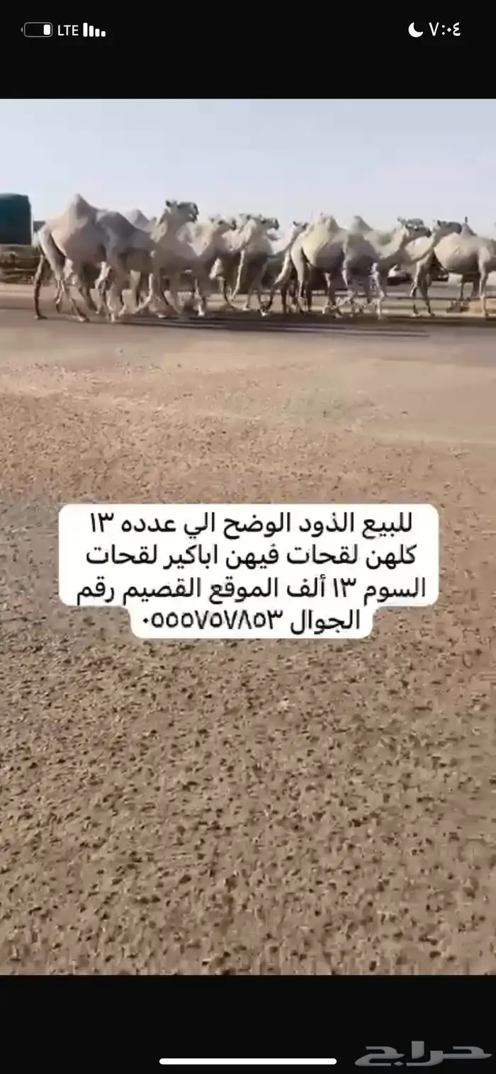 ذود مغاتير العدد 13 6