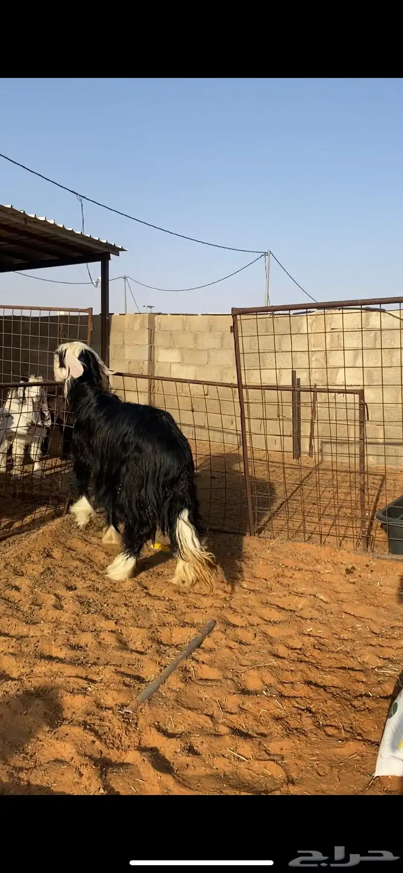 نجديه رباع 0