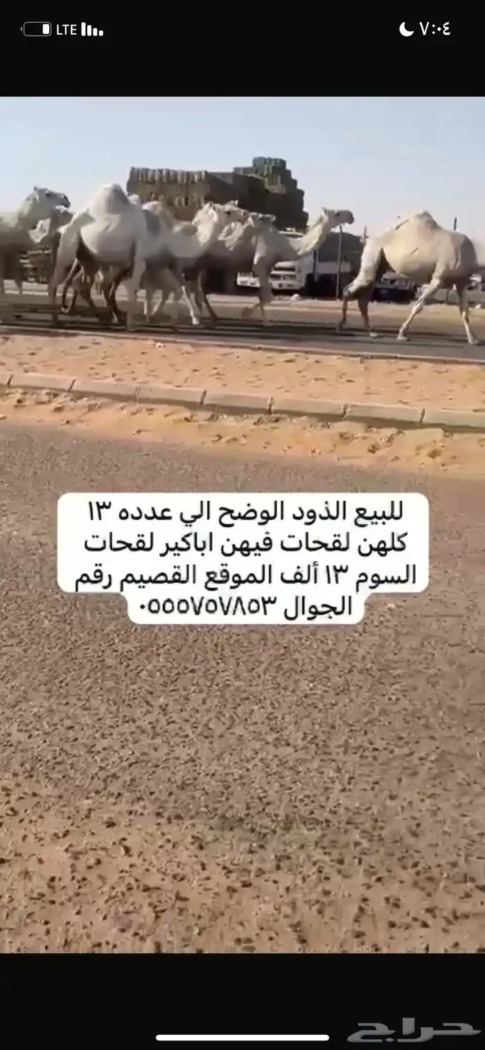 ذود مغاتير العدد 13 1