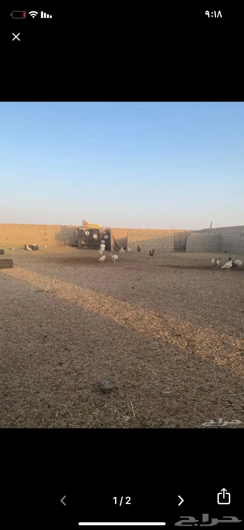 دجاج 1
