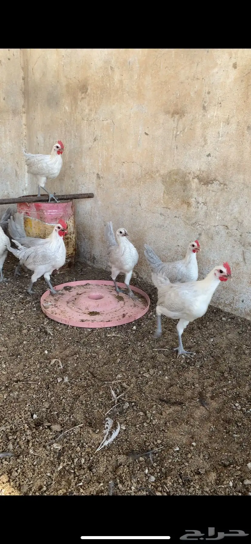 فراريج 2