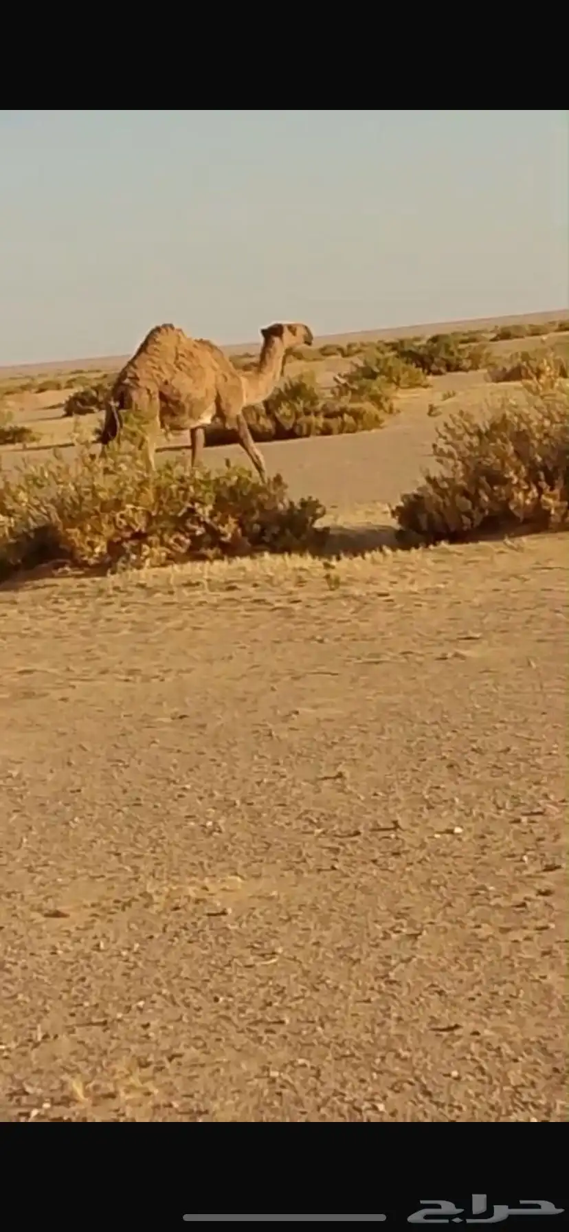 بكره صفراء جذعة 1