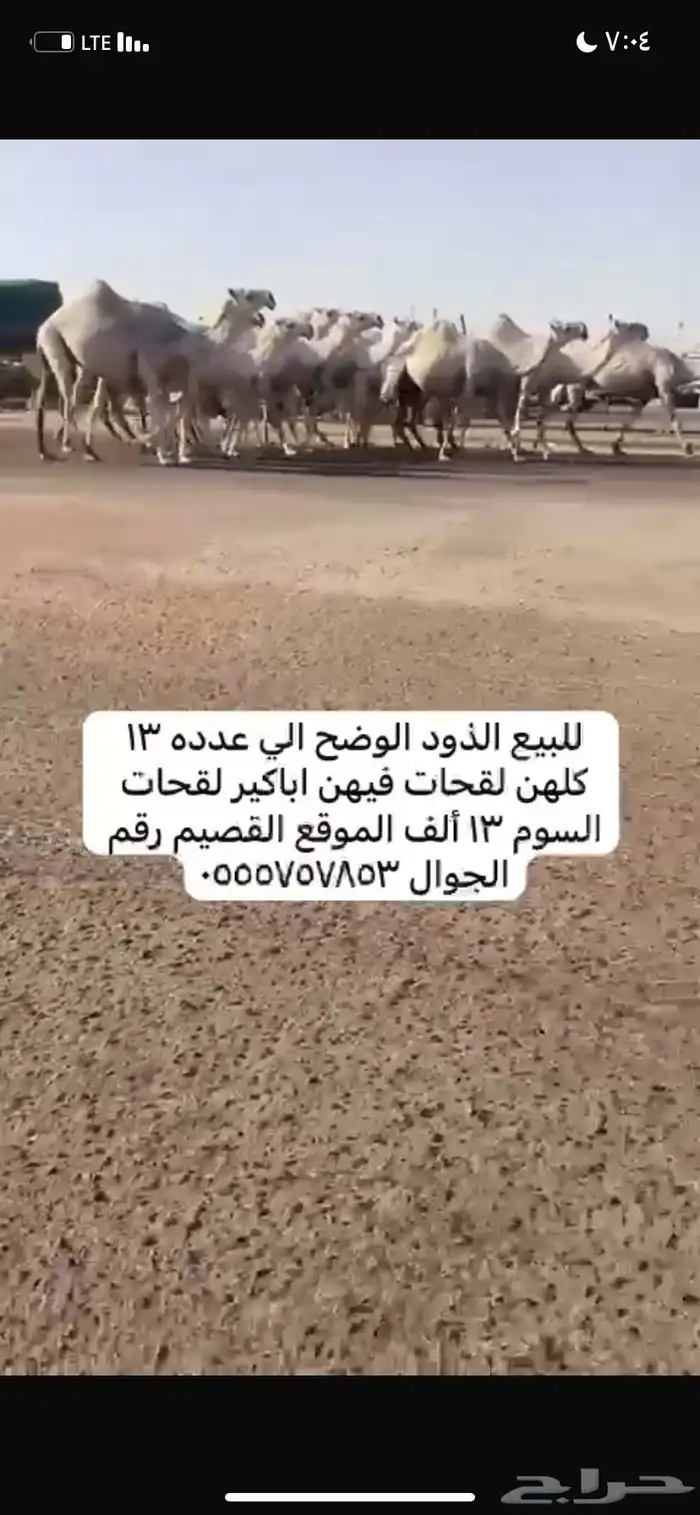 ذود مغاتير العدد 13 8