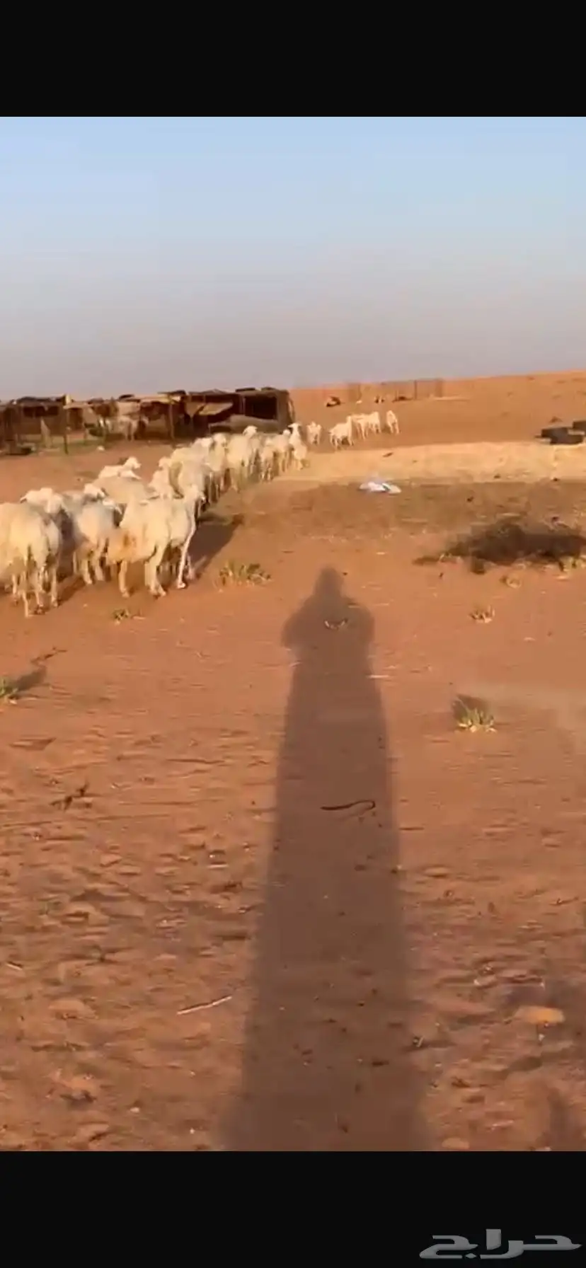 للبيع غنم 5