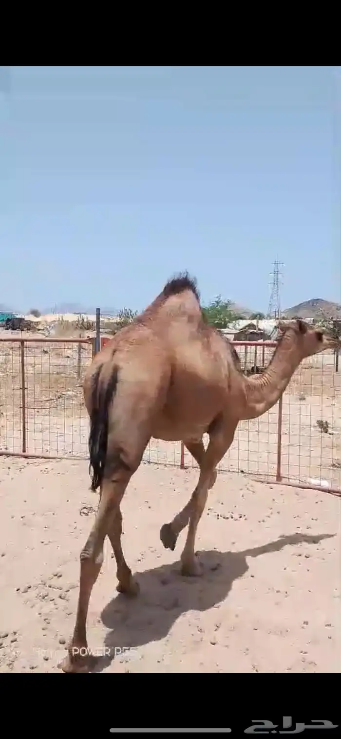 بكره على الحليب تم البيع خارج الموقع 2